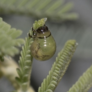 Calomela sp. (genus) at Dunlop, ACT - 10 Feb 2019