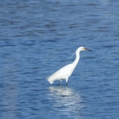 Egretta garzetta (Little Egret) at Burrill Lake, NSW - 10 Feb 2019 by vivdavo