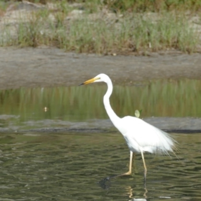 Ardea alba (Great Egret) at Burrill Lake, NSW - 10 Feb 2019 by vivdavo