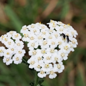 Achillea millefolium at Cotter River, ACT - 7 Feb 2019