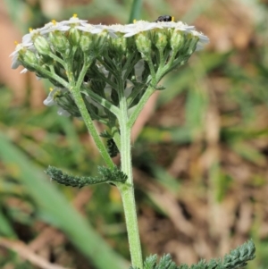 Achillea millefolium at Cotter River, ACT - 7 Feb 2019