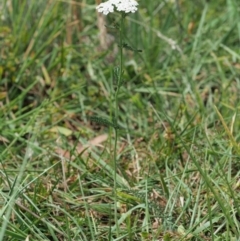 Achillea millefolium at Cotter River, ACT - 7 Feb 2019