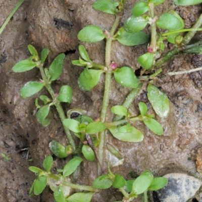 Elatine gratioloides (Waterwort) at Cotter River, ACT - 7 Feb 2019 by KenT