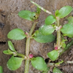 Elatine gratioloides at Cotter River, ACT - 7 Feb 2019 12:11 PM