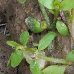 Elatine gratioloides at Cotter River, ACT - 7 Feb 2019