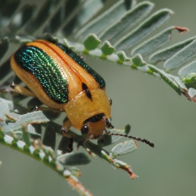 Calomela bartoni (Acacia Leaf Beetle) at Cotter River, ACT - 7 Feb 2019 by KenT