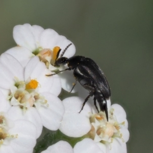 Mordellidae (family) at Cotter River, ACT - 7 Feb 2019