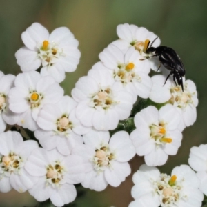 Mordellidae (family) at Cotter River, ACT - 7 Feb 2019