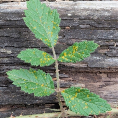 Phragmidium barnardii (a rust fungus) at Namadgi National Park - 7 Feb 2019 by KenT