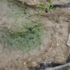 Tortitaenia sp. (genus) (A single-celled freshwater algae) at Cotter River, ACT - 7 Feb 2019 by KenT