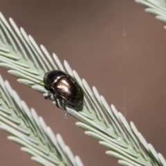 Ditropidus sp. (genus) (Leaf beetle) at Dunlop, ACT - 10 Feb 2019 by AlisonMilton