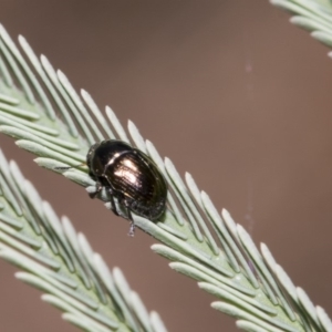 Ditropidus sp. (genus) at Dunlop, ACT - 10 Feb 2019