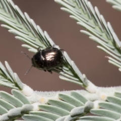 Ditropidus sp. (genus) at Dunlop, ACT - 10 Feb 2019 01:13 PM