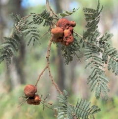 Uromycladium murphyi (Acacia gall rust) at Namadgi National Park - 7 Feb 2019 by KenT