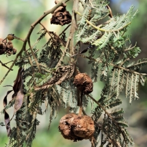 Uromycladium murphyi at Cotter River, ACT - 7 Feb 2019