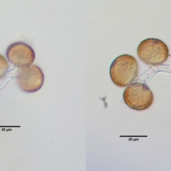 Uromycladium murphyi at Cotter River, ACT - 7 Feb 2019