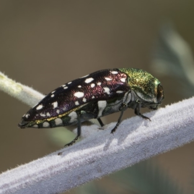 Diphucrania leucosticta (White-flecked acacia jewel beetle) at The Pinnacle - 10 Feb 2019 by AlisonMilton