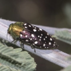 Diphucrania leucosticta at Dunlop, ACT - 10 Feb 2019 12:32 PM