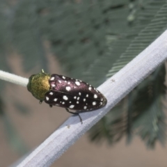 Diphucrania leucosticta at Dunlop, ACT - 10 Feb 2019 12:32 PM