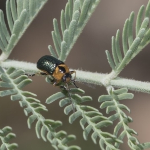 Aporocera (Aporocera) consors at Dunlop, ACT - 10 Feb 2019 12:25 PM