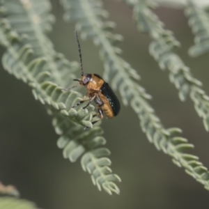 Aporocera (Aporocera) consors at Dunlop, ACT - 10 Feb 2019