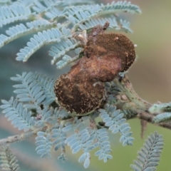 Endoraecium carnegiei (Acacia gall rust) at Cotter River, ACT - 7 Feb 2019 by KenT