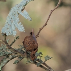 Endoraecium carnegiei at Cotter River, ACT - 7 Feb 2019