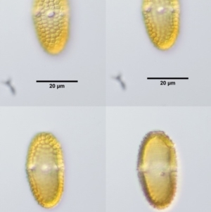 Endoraecium carnegiei at Cotter River, ACT - 7 Feb 2019