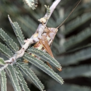 Conocephalus upoluensis at Dunlop, ACT - 10 Feb 2019 01:17 PM