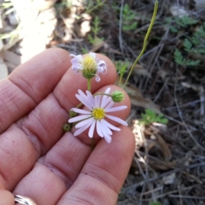 Brachyscome rigidula at Campbell, ACT - 11 Feb 2019