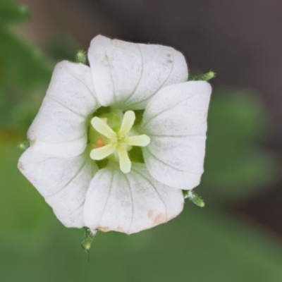 Geranium potentilloides var. abditum at Cotter River, ACT - 6 Feb 2019 by KenT