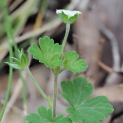 Geranium potentilloides var. abditum at Cotter River, ACT - 7 Feb 2019