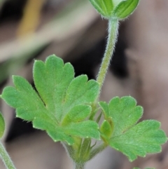 Geranium potentilloides var. abditum at Cotter River, ACT - 7 Feb 2019