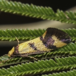 Olbonoma triptycha at Hawker, ACT - 10 Feb 2019 02:05 PM