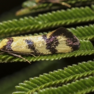 Olbonoma triptycha at Hawker, ACT - 10 Feb 2019 02:05 PM