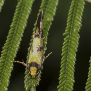 Olbonoma triptycha at Hawker, ACT - 10 Feb 2019 02:05 PM