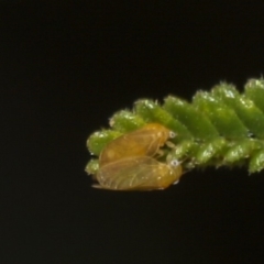 Cicadellidae (family) (Unidentified leafhopper) at Hawker, ACT - 10 Feb 2019 by AlisonMilton