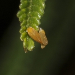 Cicadellidae (family) at The Pinnacle - 10 Feb 2019 02:05 PM