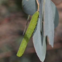 Melanodes anthracitaria (Black Geometrid) at The Pinnacle - 10 Feb 2019 by AlisonMilton