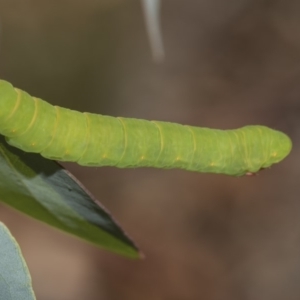 Melanodes anthracitaria at Hawker, ACT - 10 Feb 2019 02:15 PM