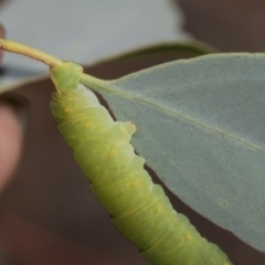 Melanodes anthracitaria at Hawker, ACT - 10 Feb 2019 02:15 PM