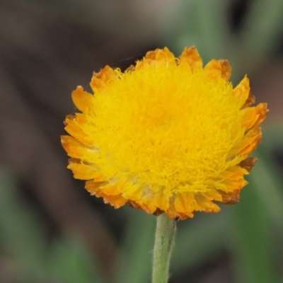 Coronidium scorpioides (Button Everlasting) at Cotter River, ACT - 6 Feb 2019 by KenT