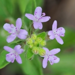 Mentha diemenica (Wild Mint, Slender Mint) at Cotter River, ACT - 7 Feb 2019 by KenT