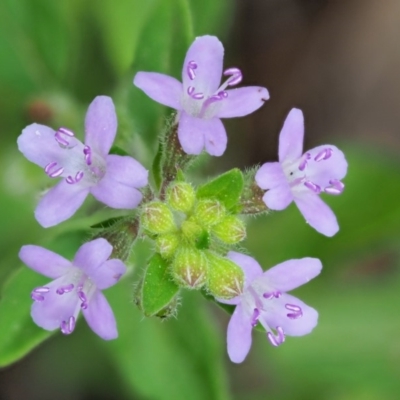 Mentha diemenica (Wild Mint, Slender Mint) at Cotter River, ACT - 7 Feb 2019 by KenT