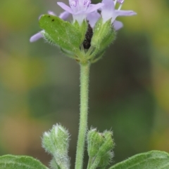 Mentha diemenica at Cotter River, ACT - 7 Feb 2019