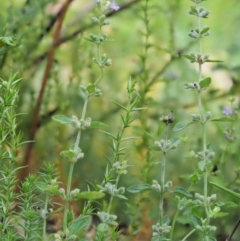 Mentha diemenica at Cotter River, ACT - 7 Feb 2019 11:06 AM