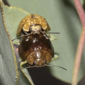 Paropsisterna cloelia at Hawker, ACT - 10 Feb 2019 02:26 PM