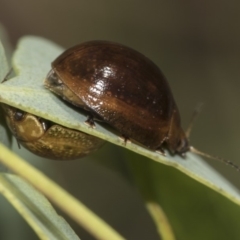 Paropsisterna cloelia at Hawker, ACT - 10 Feb 2019 02:26 PM