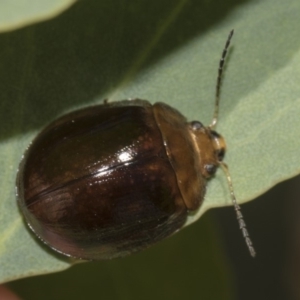 Paropsisterna cloelia at Hawker, ACT - 10 Feb 2019 02:26 PM