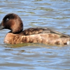 Aythya australis (Hardhead) at Forde, ACT - 11 Feb 2019 by JohnBundock